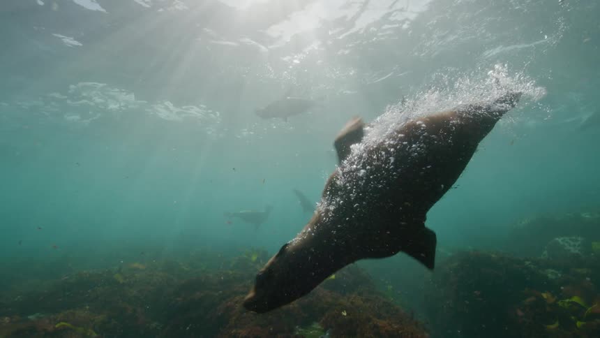 View of seals swimming in the sea