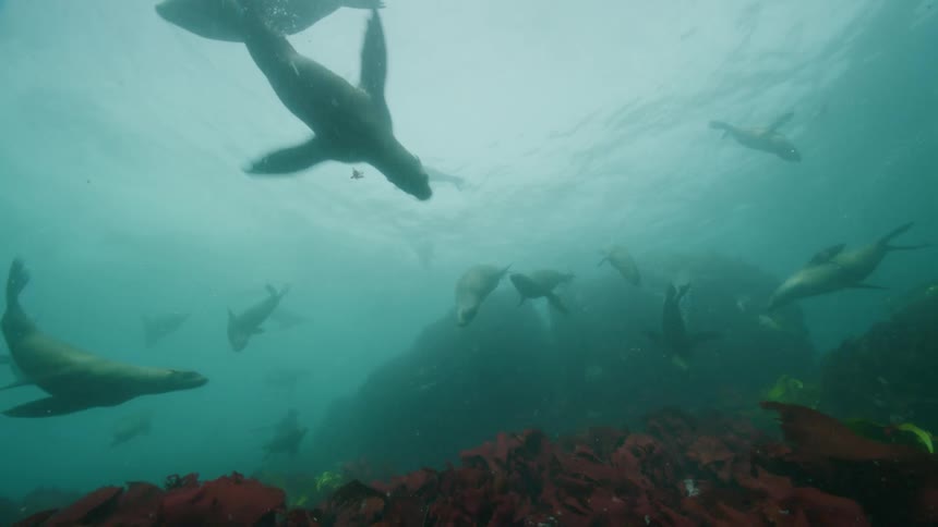 View from inside the sea of seals swimming
