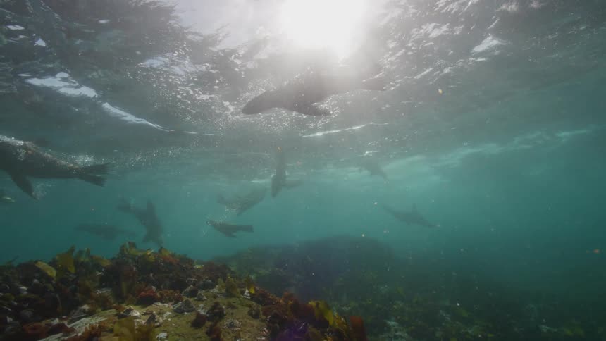 Sea lions swim beneath the ocean surface during the day