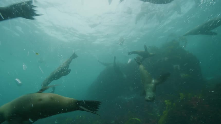 A herd of sea lions playfully swim over the coral reefs