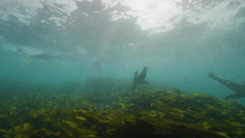 View from inside the sea of seals swimming on top of kelp