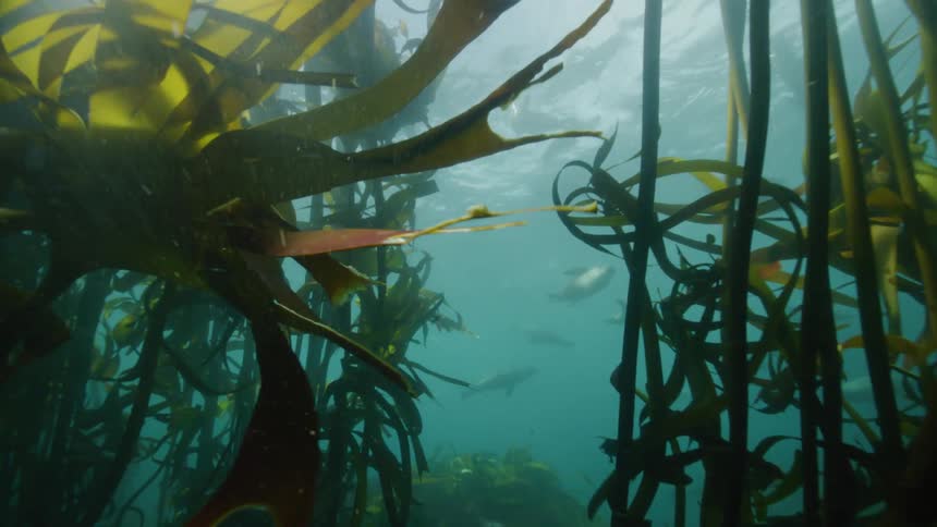 Sea lions swimming in the ocean near the seaweed