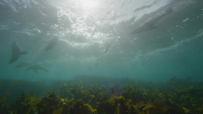 The seals are swimming underwater