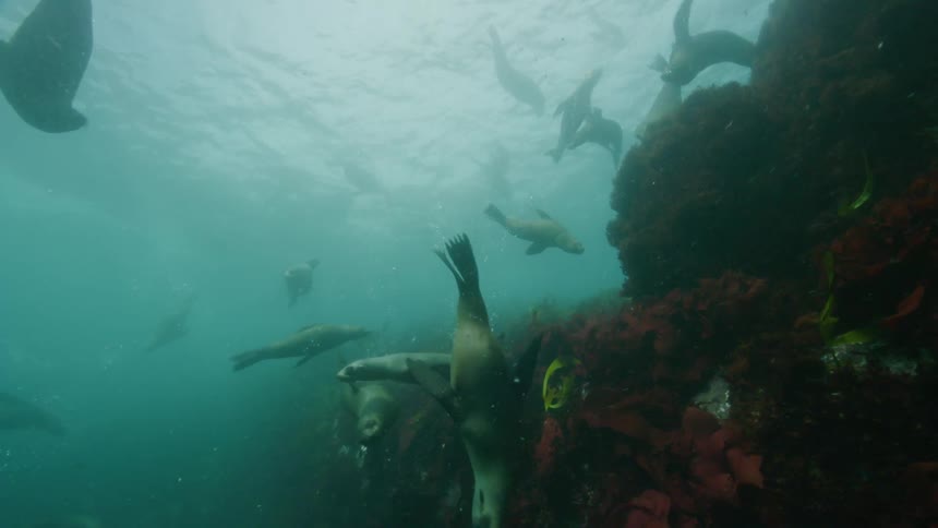Fish swimming underwater at midday