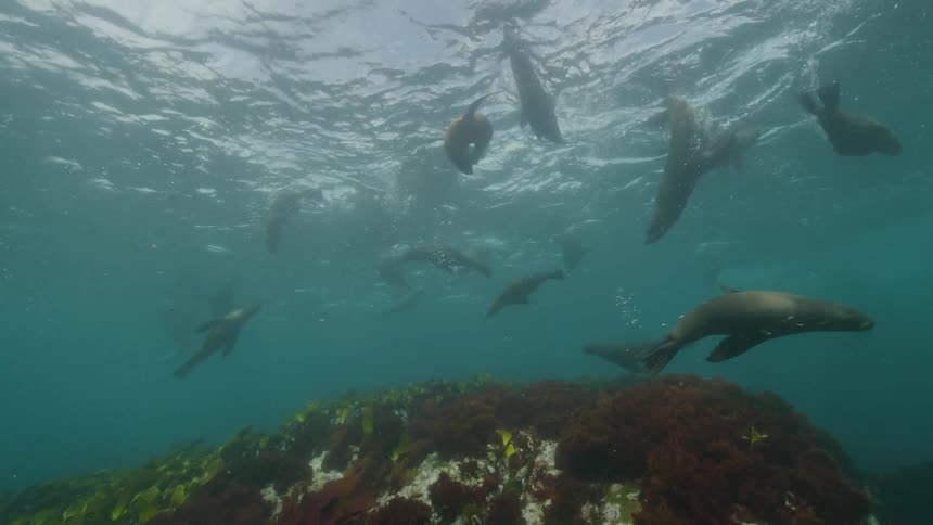 A group of sea lions swim together beneath the ocean during the day