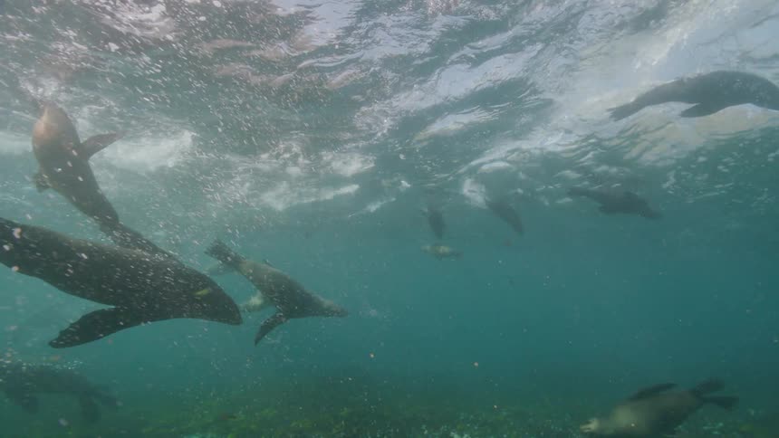 Sea lions swimming under water in the ocean as the sun shines down on the water surface
