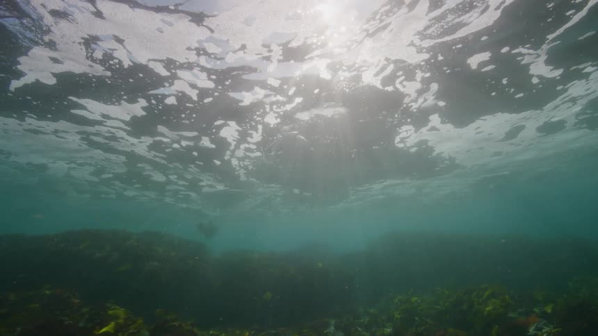Two seals swimming in a sea of coral as sunlight passes from the surface
