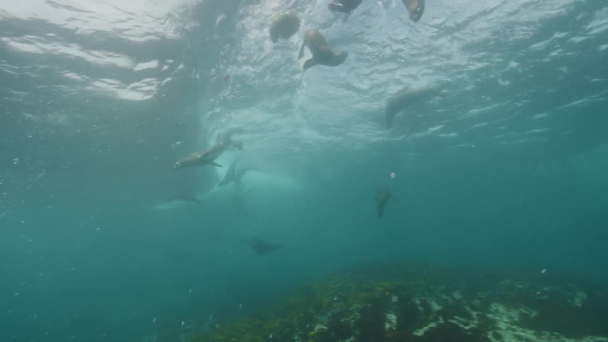 A group of seals playing with sea waves underwater