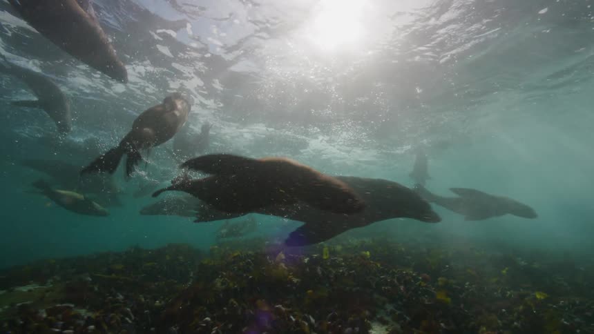 A group of seals swim underwater