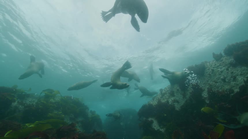 A group of sea lions swim together underwater during the day