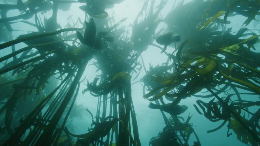 Seals swimming in the open sea and among the kelp