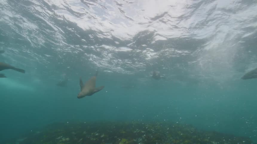 A colony of sea lions swims in water