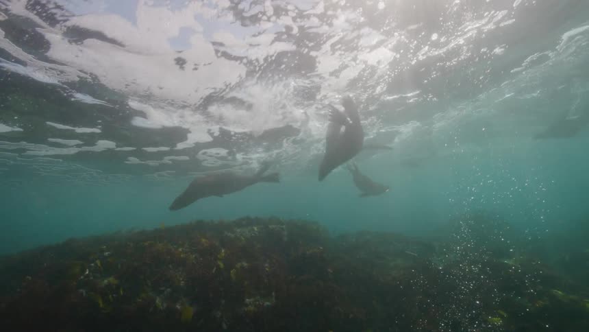 Underwater footage of a herd of sea lions swimming in the ocean