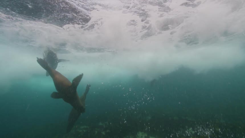 Sea lions are swimming near the surface as sunlight shines on the ripples and waves and they move over the seabed