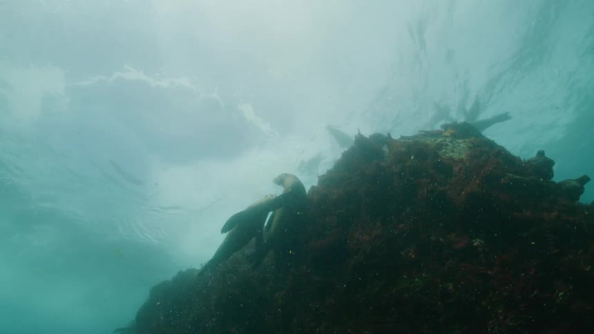 A group of sea lions swim around a coral formation underwater during the day
