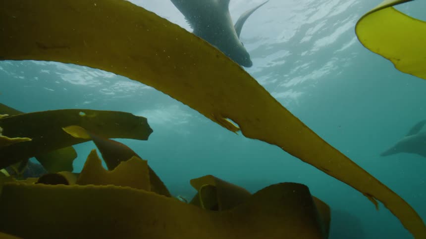 Underwater footage of a herd of sea lions swimming in the ocean