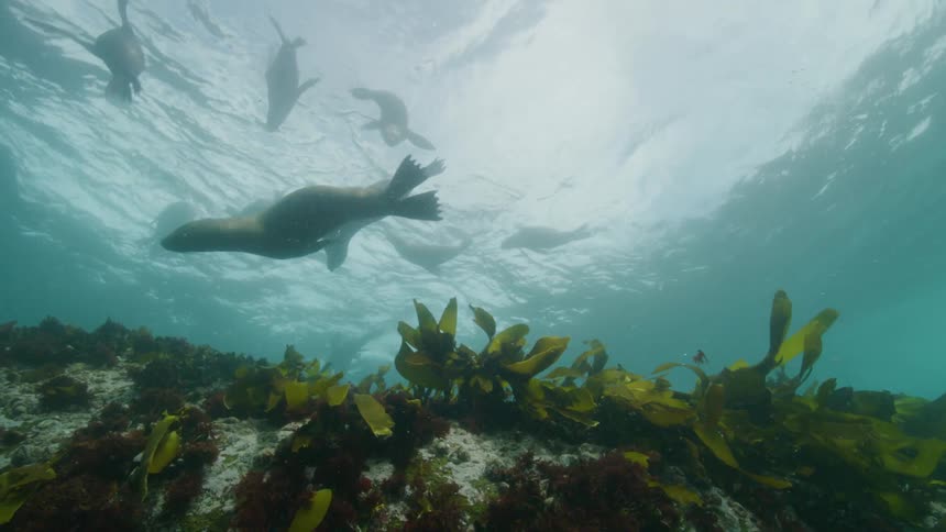A group of seals swimming in water that has a coral with several algae
