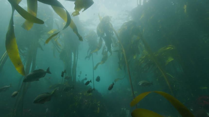 Fish swimming amongst plants in the ocean as the sun shines above