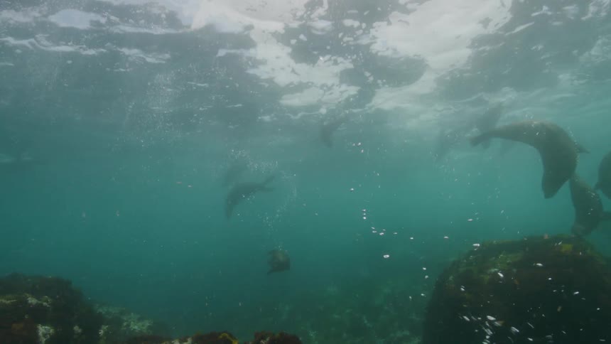 Herd of sea lions playfully swim under the waves over a coral reef