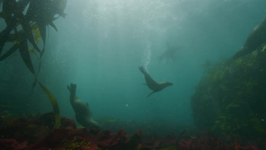A group of seals swimming next to a coral
