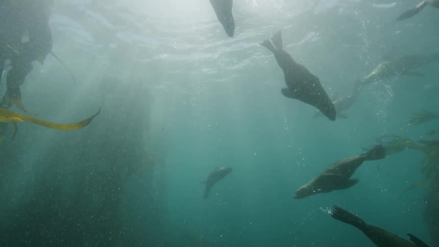 Sea lions swimming in water as the sun shines through water
