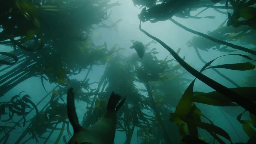 Sea lions swimming amongst plants under the water