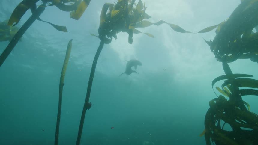 Sea lions swimming in ocean with kelp