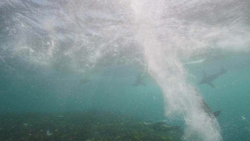 Underwater footage of a herd of sea lions swimming in the ocean