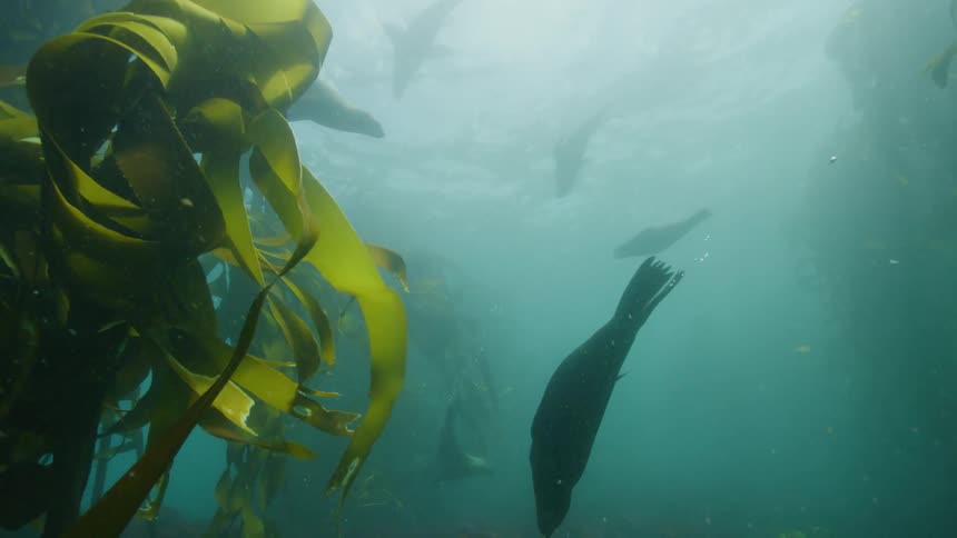 Seals swimming in clear water with algae at the bottom