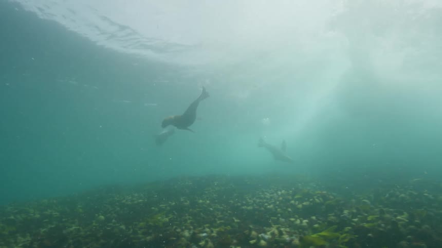 Sea lions swimming under water in the ocean