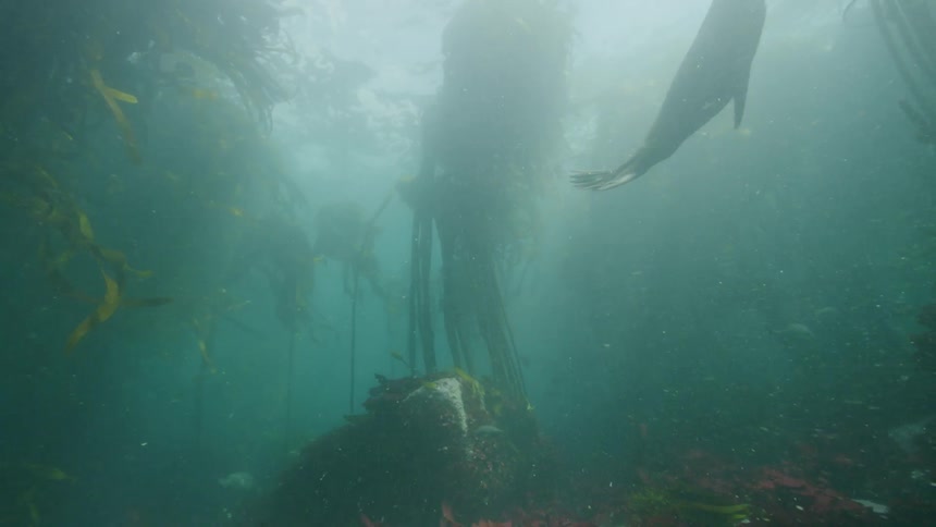 A seal swims past the stalks of kelp