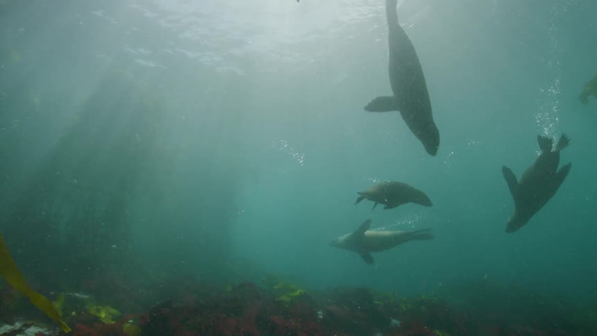 A group of seals swimming next to a coral