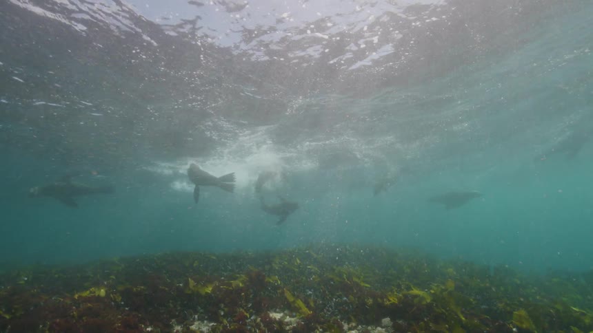 Underwater footage of a herd of sea lions swimming in the ocean