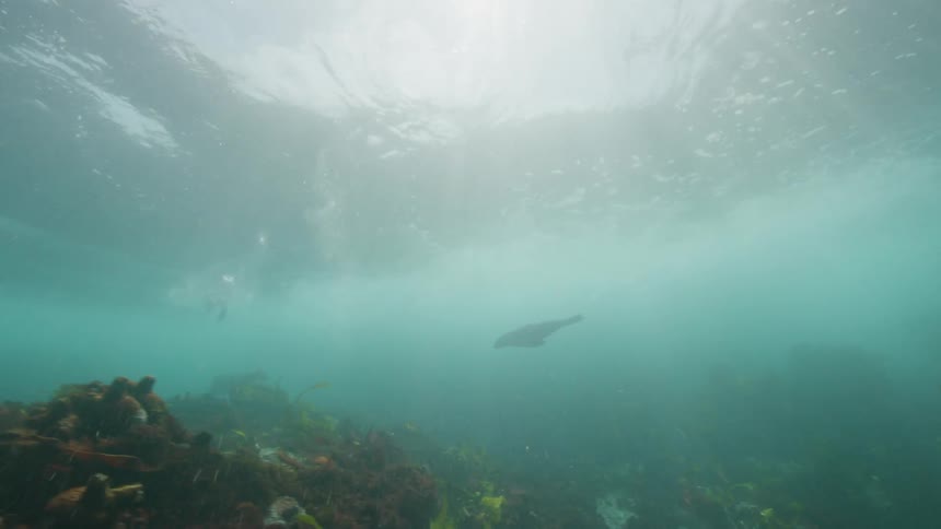 Sea lions are swimming over the seabed among seaweed and underwater vegetation as sunlight shines brightly from above