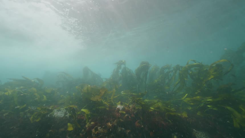 A large wave breaking on the surface and making all the algae on the sea floor move