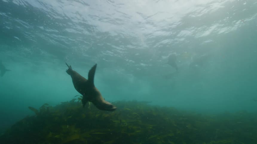 Sea lions are swimming over the seabed as seaweed moves and sunlight shines from above