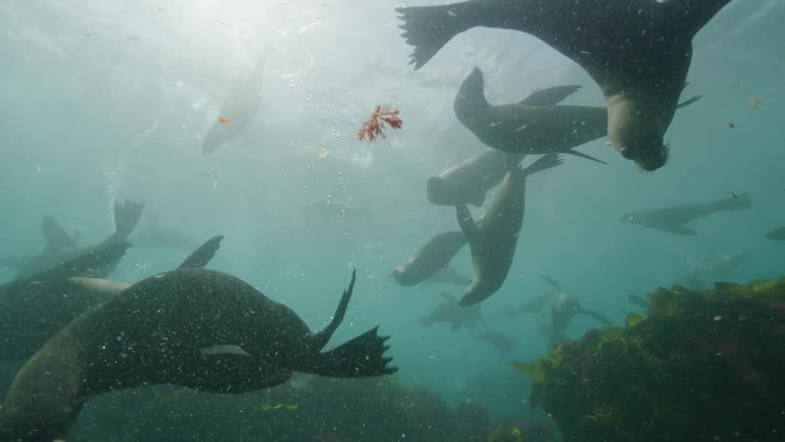 Sea lions swimming in the ocean near seaweeds