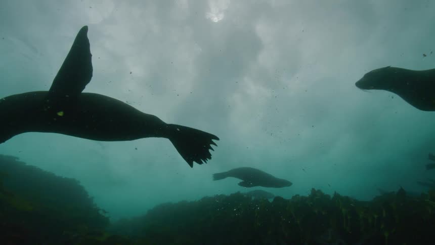 Sea lions are silhouetted while swimming in water
