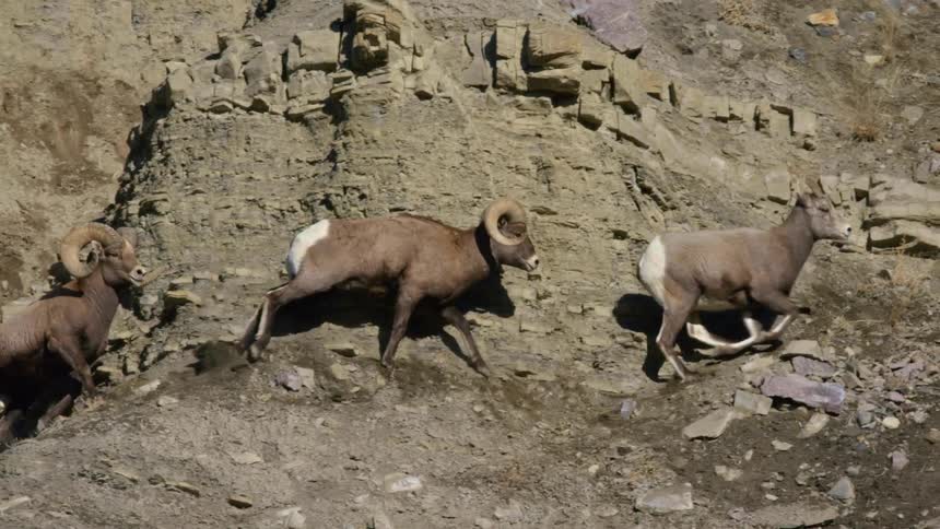 Two bighorn sheep running among rocks along a mountainside with an ewe