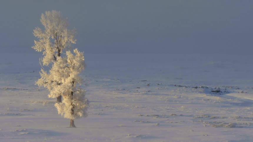 View of a snow covered tree in a winter landscape