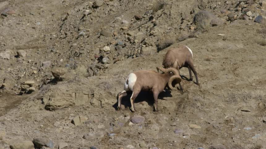 Two rams butt heads on dirt slope