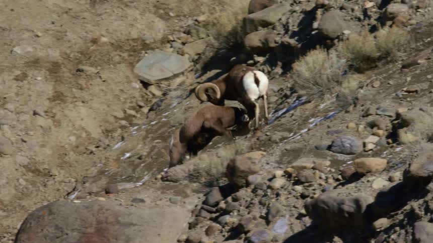 A ram jumps over the hill to attack another ram