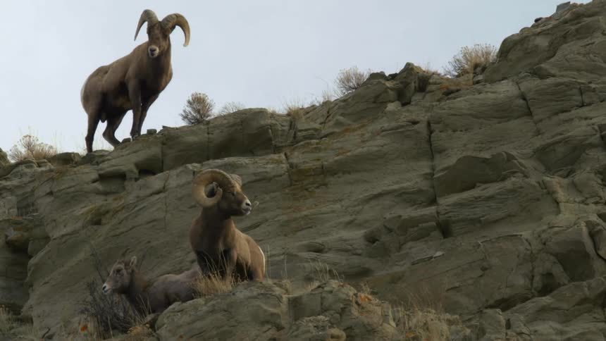 Bighorn sheep on rock