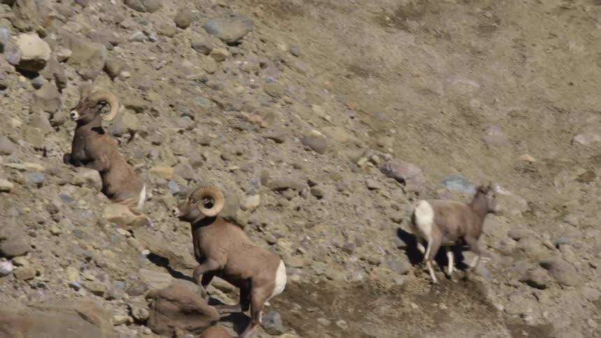 Bighorn sheep running on steep mountains with rocks
