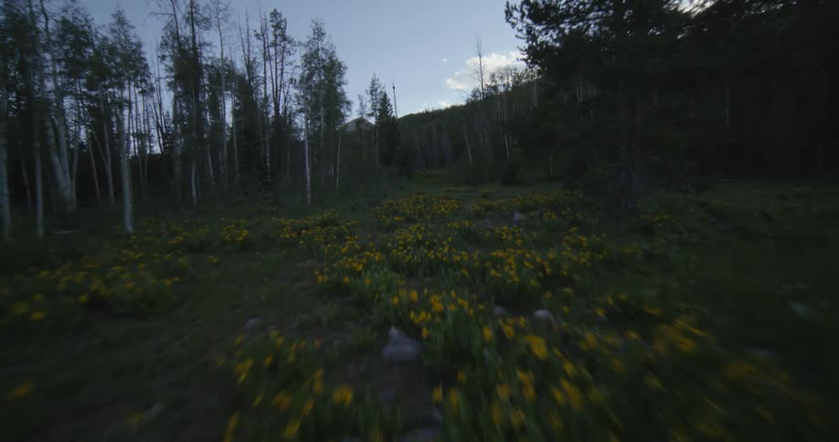 View of a forest with yellow trees and flowers