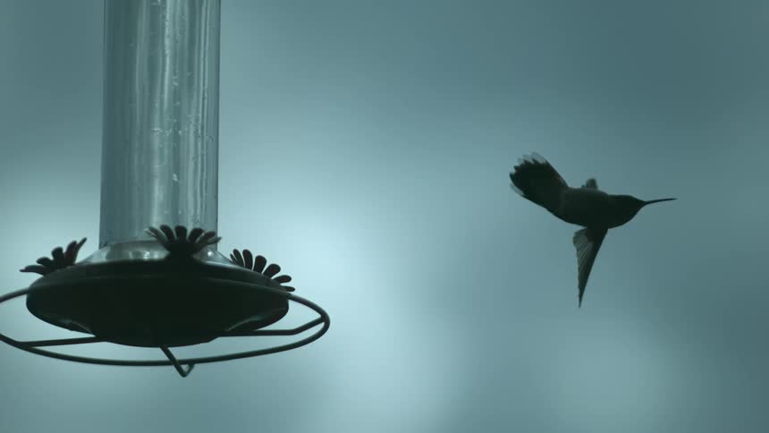A hummingbird flies by a bird feeder