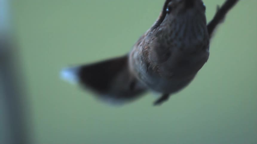 Mostly gray and brown hummingbird flies through the air