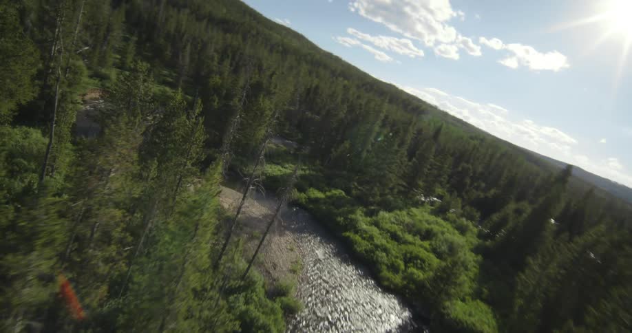 Aerial of a pine forest with a river and fallen trees