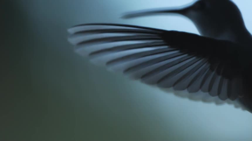 A bird is flapping its wings
