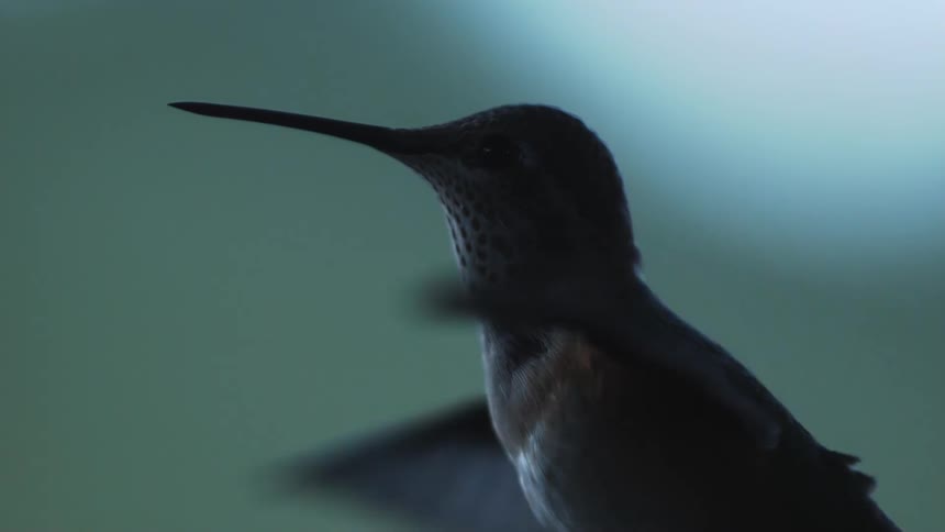 A hummingbird flaps its wings as it looks ahead